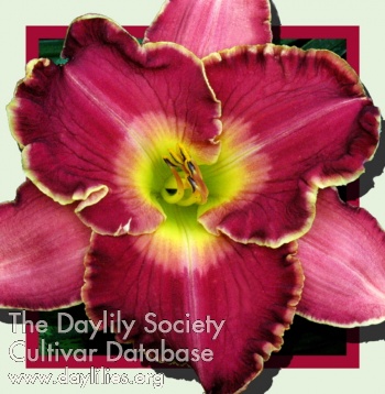 Daylily Bandicoot